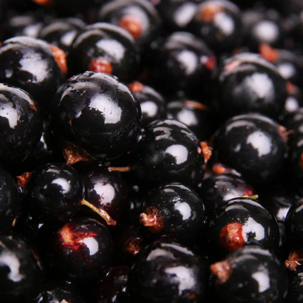 ๐ซ๐ท Cassis - Blackcurrant Professional Syrup, 23.6 fl oz (700 ml)