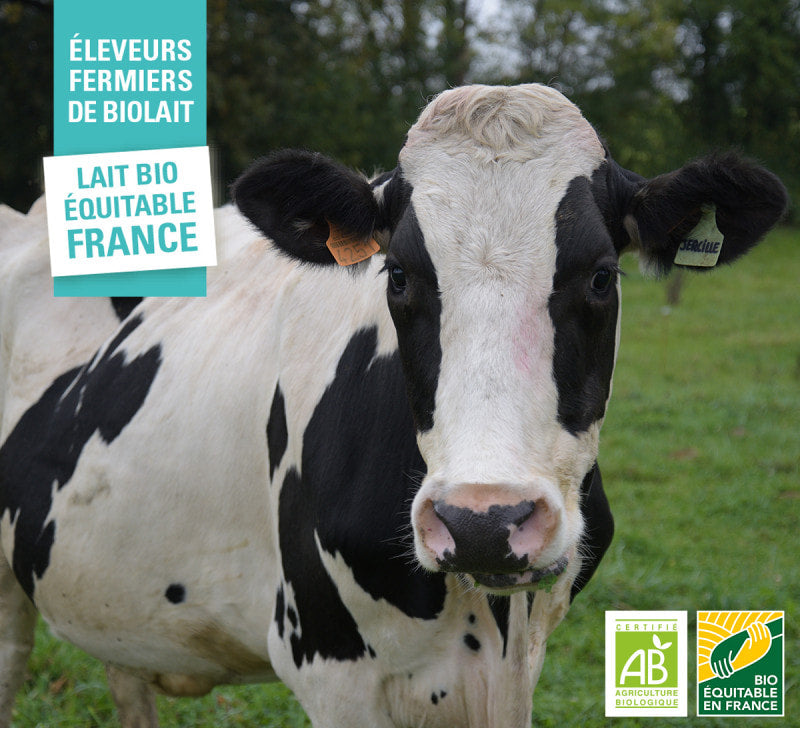 🇫🇷 Organic Milk Chocolate (53% Cocoa from Guatemala), 3.5 oz (100g)