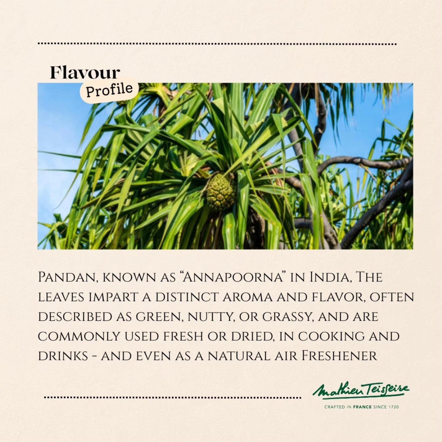 🇫🇷 Pandan - French Professional Syrup, 23.6 fl oz (700 ml)