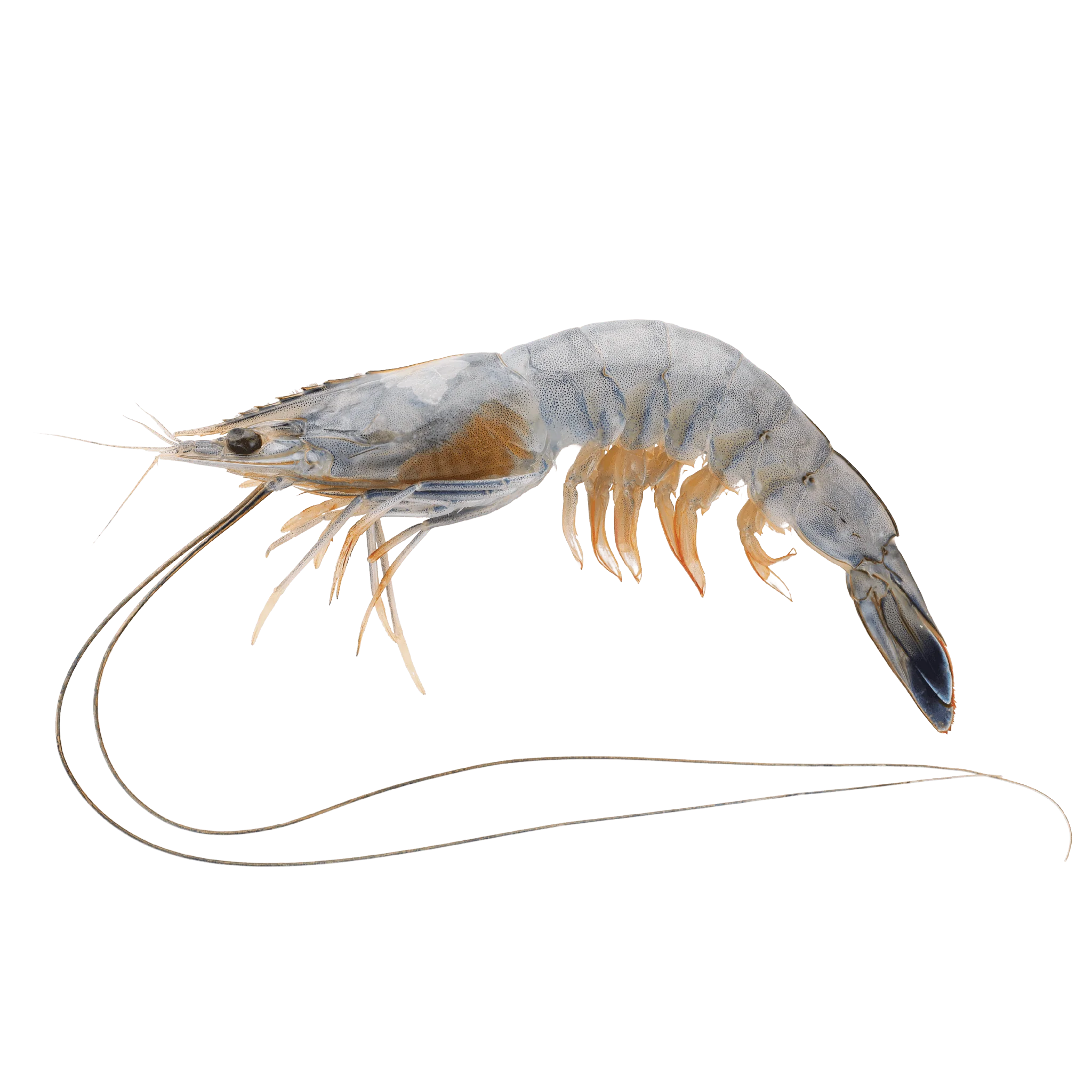 🇫🇷 Rare New Caledonia Blue Prawns (Sashimi Grade), 2.2 lbs (1kg) [Frozen] ❄️