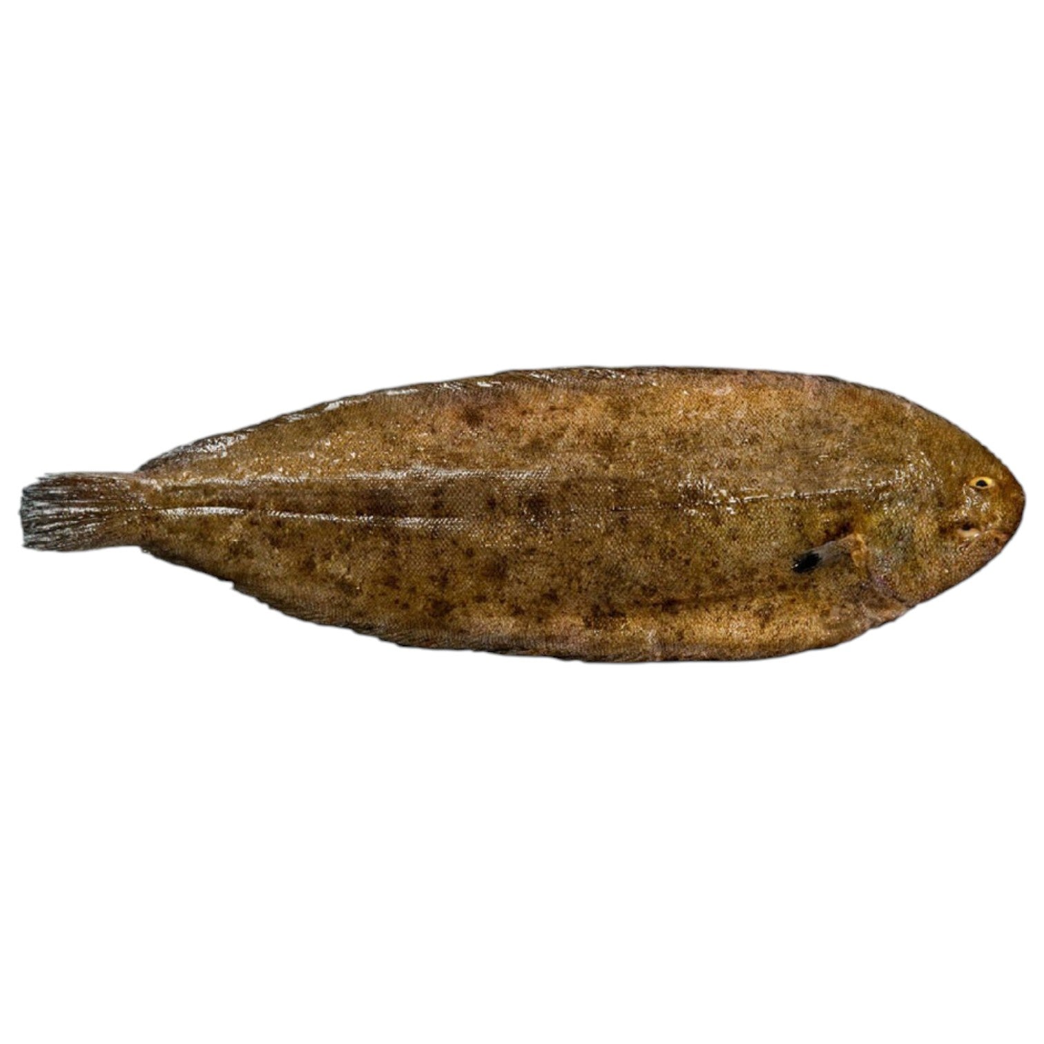 🇫🇷 Ultra-Premium Whole Raw Gutted Skin-On French Dover Sole, ~1 lb [Frozen] ❄️