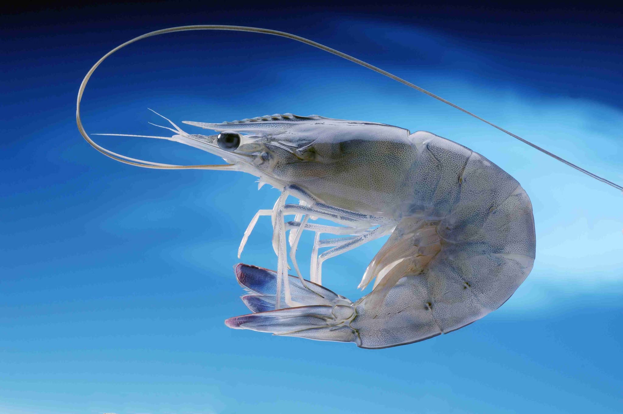 🇫🇷 Rare New Caledonia Blue Prawns (Sashimi Grade), 2.2 lbs (1kg) [Frozen] ❄️