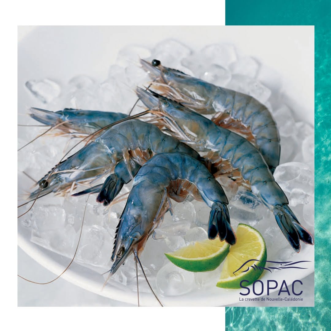 🇫🇷 Ultra-Premium New Caledonia Blue Prawns (Sashimi Grade), 2.2 lbs (1kg) [Frozen] ❄️