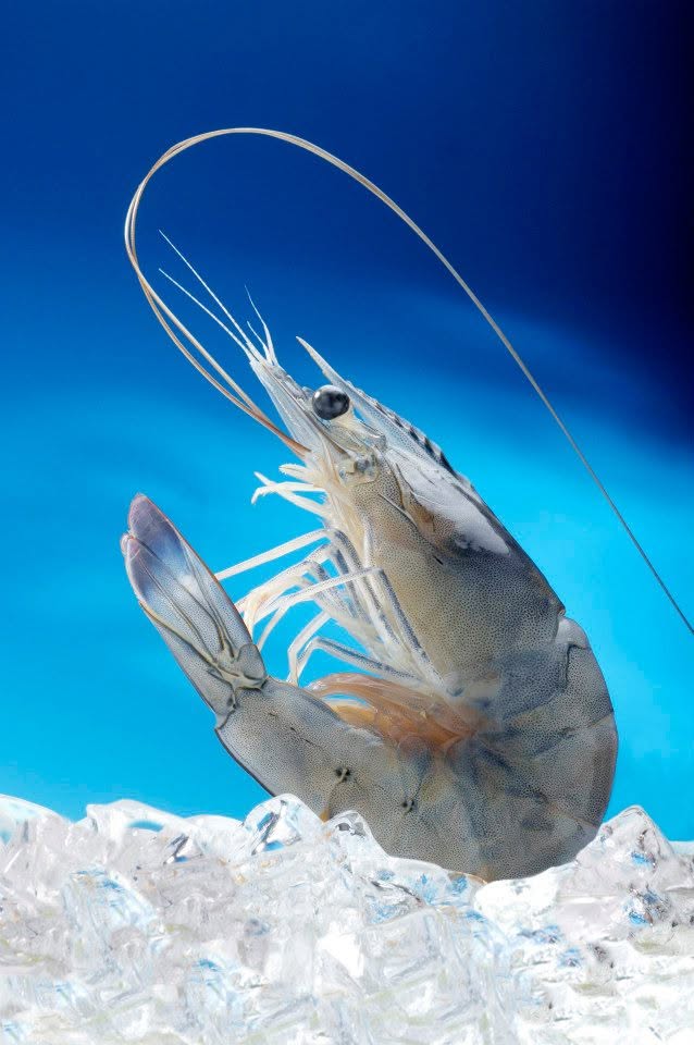 🇫🇷 Rare New Caledonia Blue Prawns (Sashimi Grade), 2.2 lbs (1kg) [Frozen] ❄️