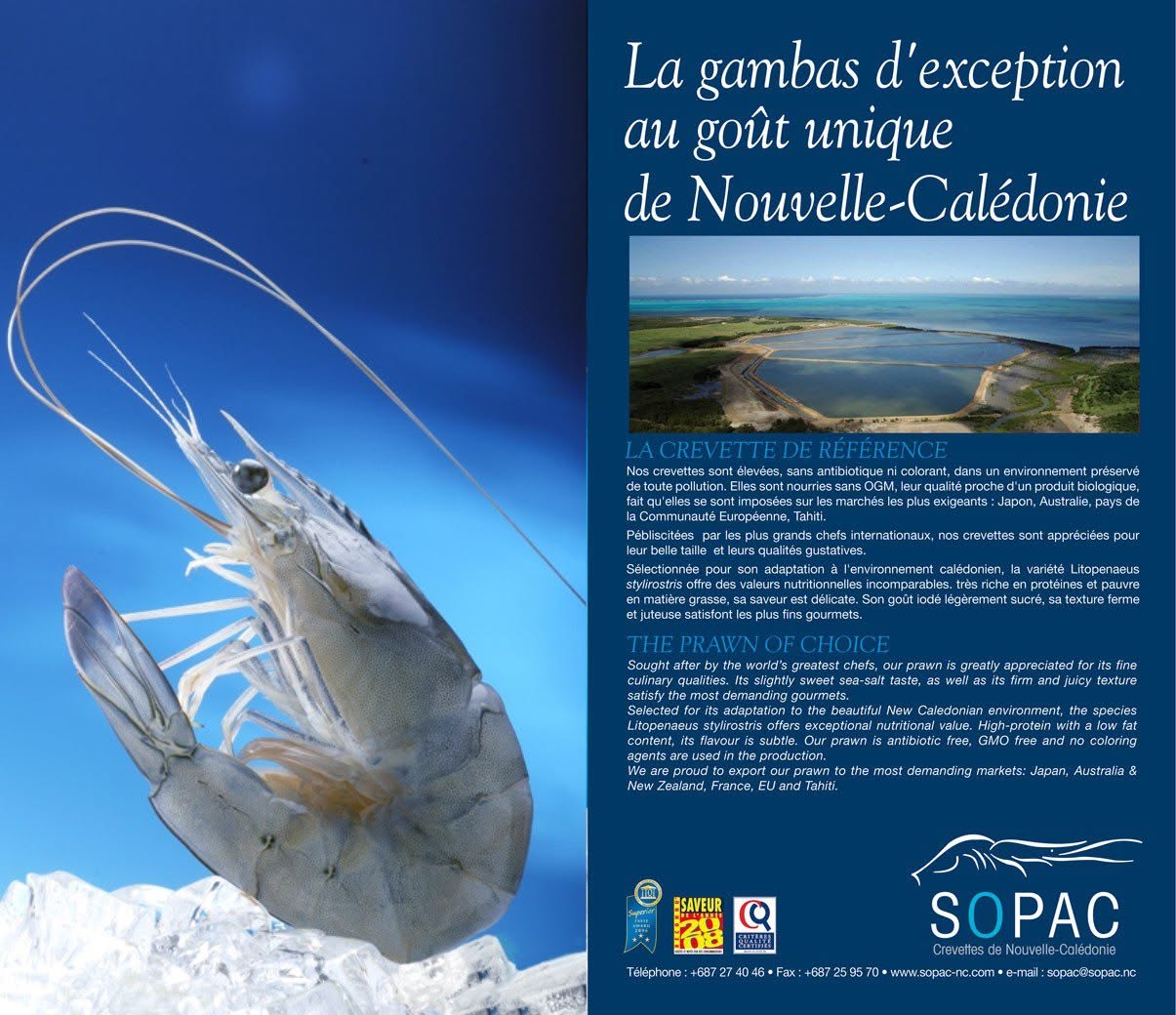 🇫🇷 Rare New Caledonia Blue Prawns (Sashimi Grade), 2.2 lbs (1kg) [Frozen] ❄️