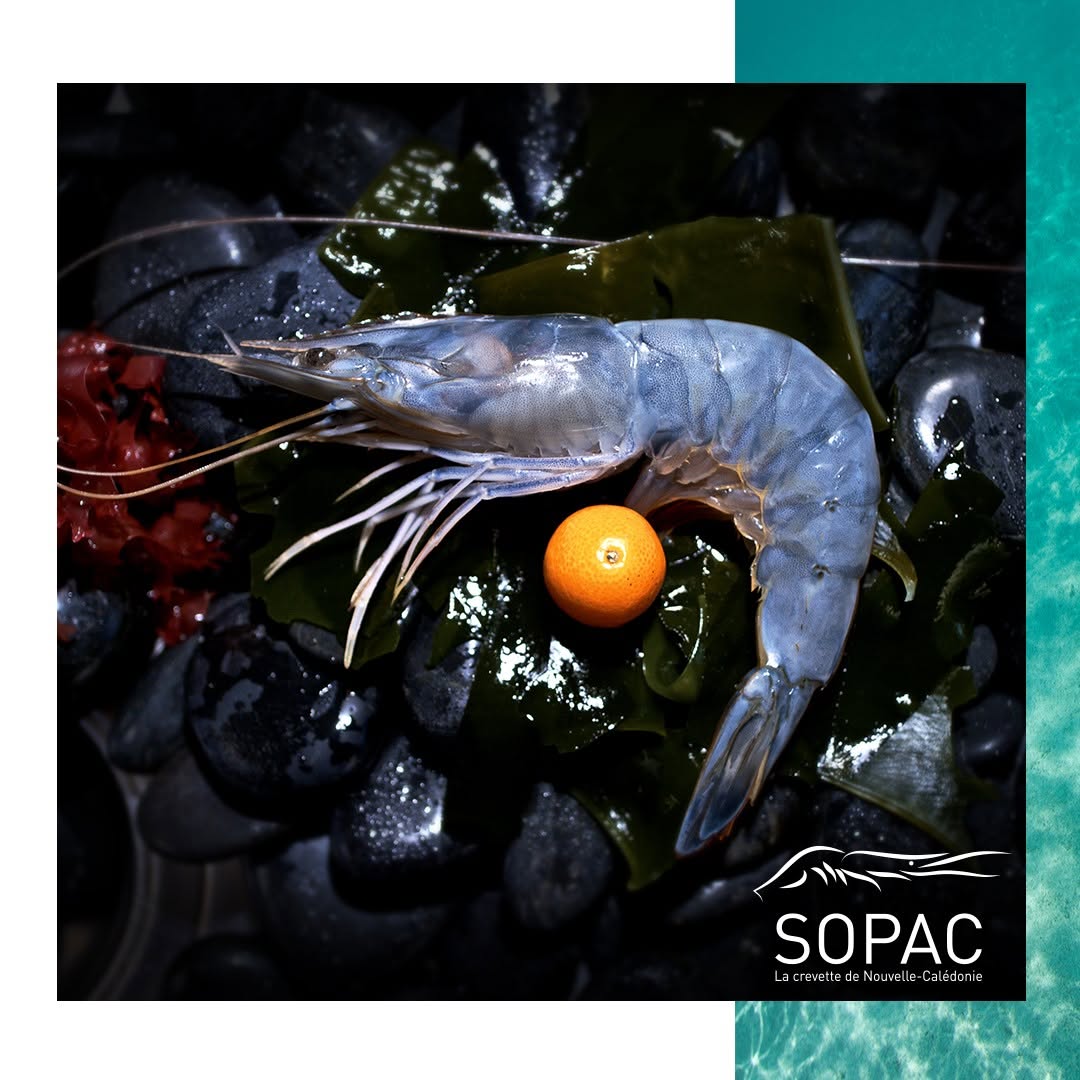 🇫🇷 Rare New Caledonia Blue Prawns (Sashimi Grade), 2.2 lbs (1kg) [Frozen] ❄️