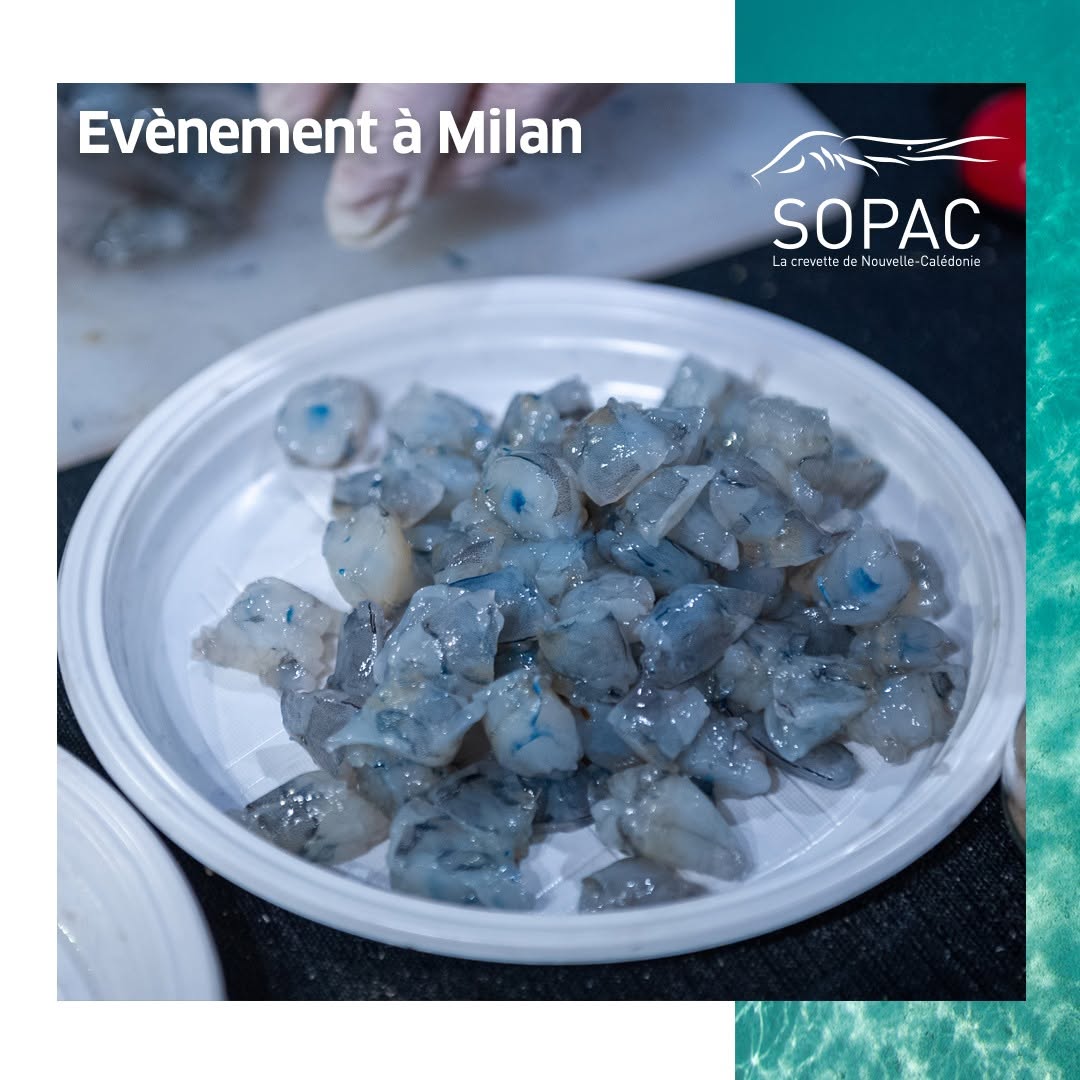 🇫🇷 Rare New Caledonia Blue Prawns (Sashimi Grade), 2.2 lbs (1kg) [Frozen] ❄️