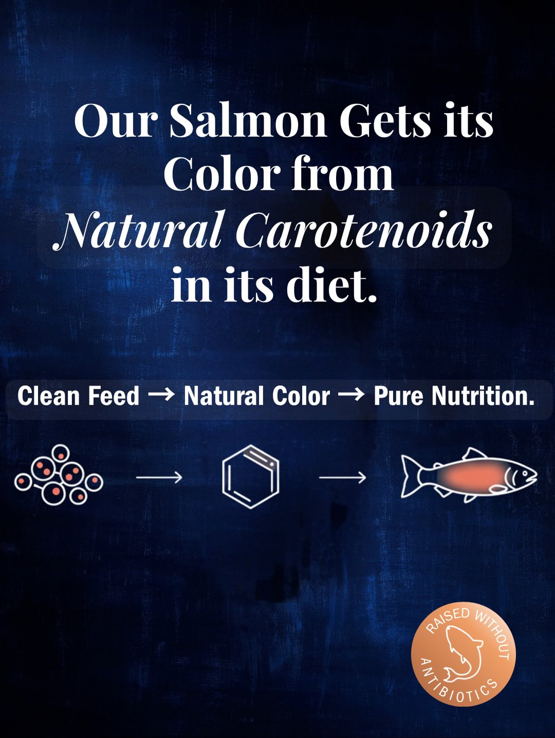 🇨🇱 Premium Patagonia Fresh Salmon Steak Fillet (Sushi Grade), 8 oz [Frozen] ❄️