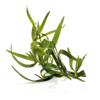 🇫🇷 Tarragon Dijon Mustard by Edmond Fallot, 7.4oz. (210 g)